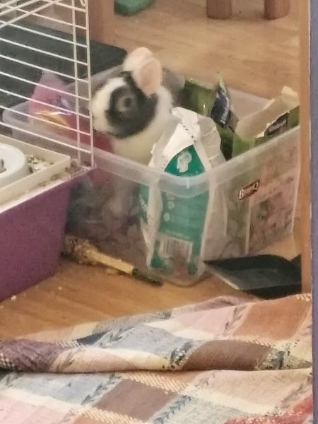 Darovanie zajačika s výbavou do dobrých rúk