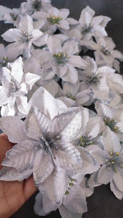 Vianočná ruža 10 -20 ks,