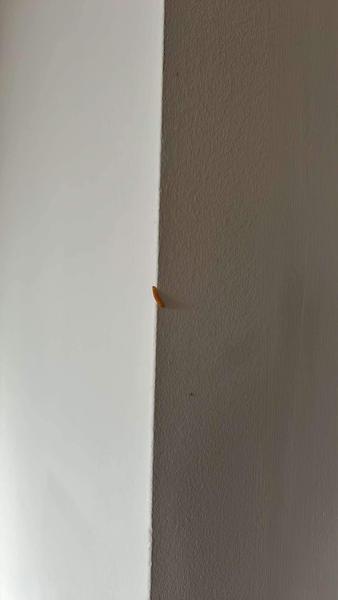 Ako sa zbaviť lariev na stenách?