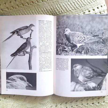 Veĺký obrazový atlas vtákov, 