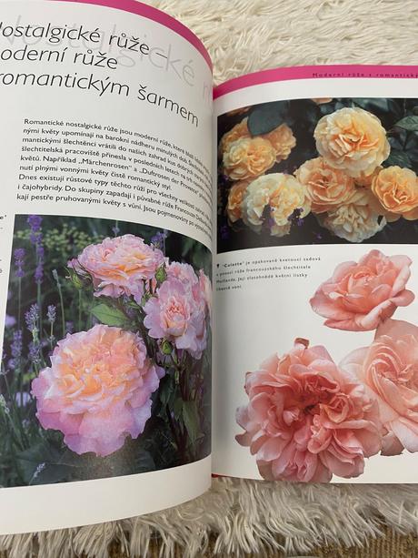 Ruže pre každého robert markley kvety ruža,