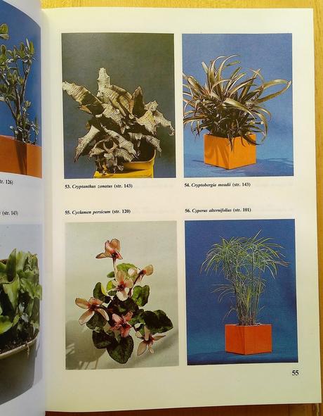 Naše izbové kvetiny, l. lelkes, 