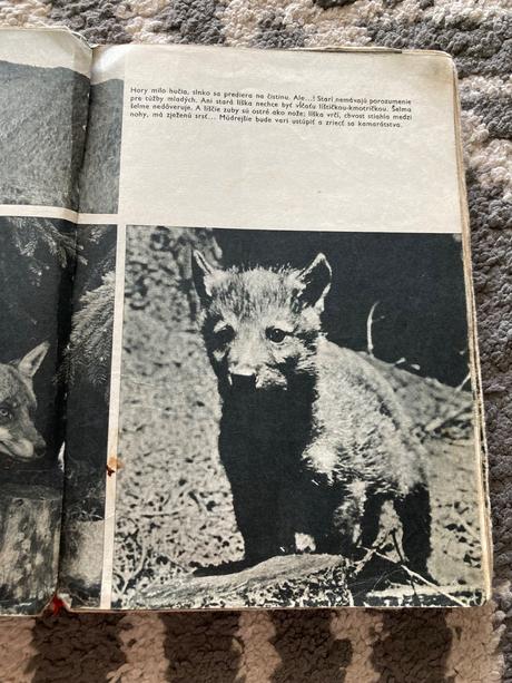 Sivá vlčica jaroslav holeček (1968), 