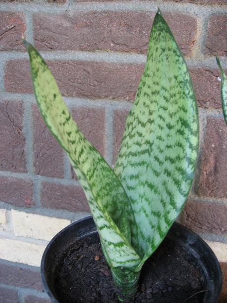Svokrin jazyk - sansevieria/dracaena trifasciata,