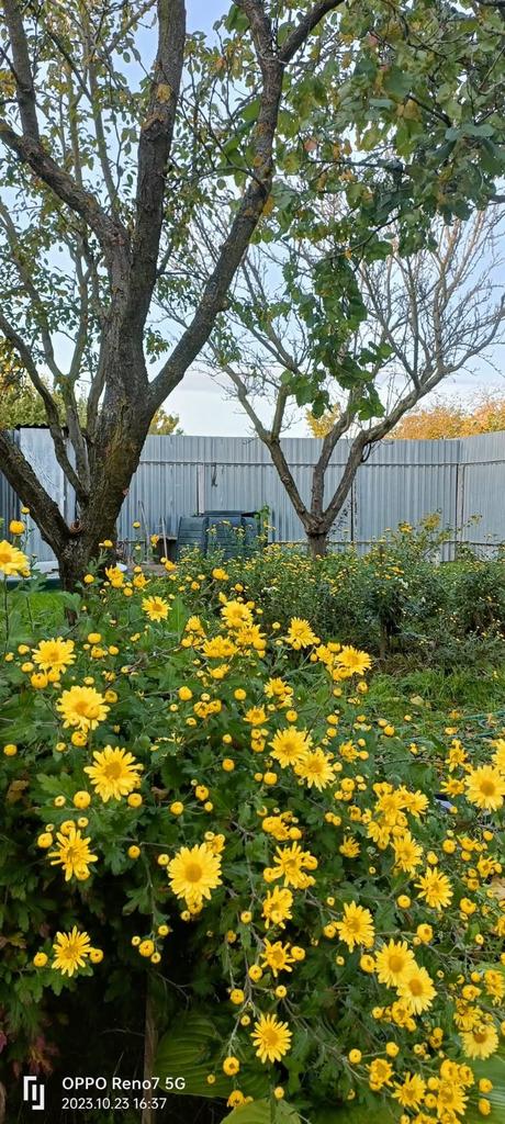 Chryzantéma margaretkova, 