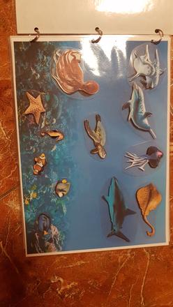 Triedenie zvierat podla prostredia,