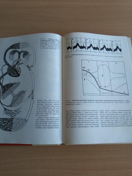 Biológia dieťaťa a školská hygiena,