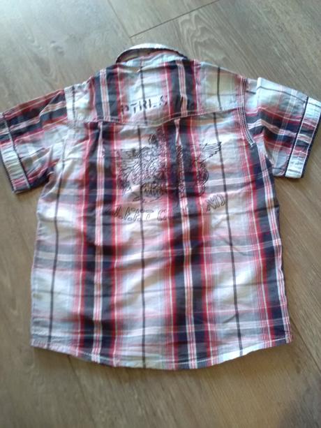 Kosela, palomino,110