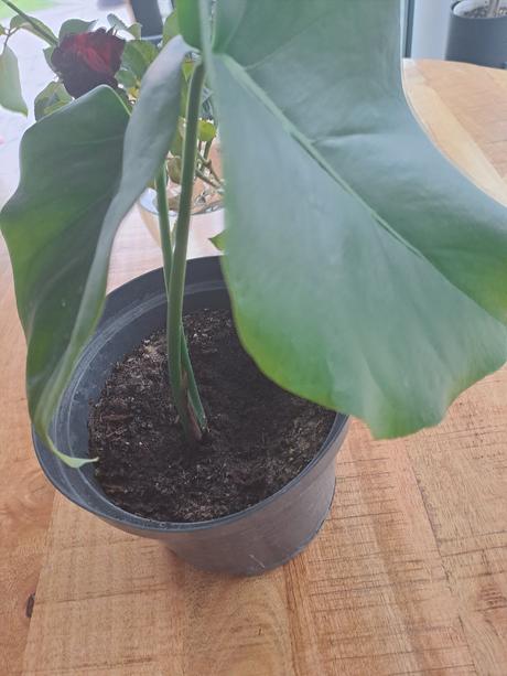 Monstera izbový kvet, 