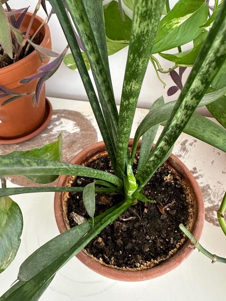 Predám rastlinu č. 39 svokrin jazyk sansevieria,