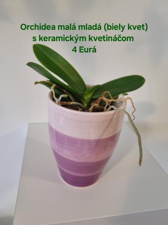 Izbová rastlina orchidea,