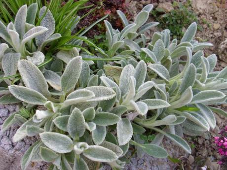 Čistec vlnatý alebo zajačie uško, 