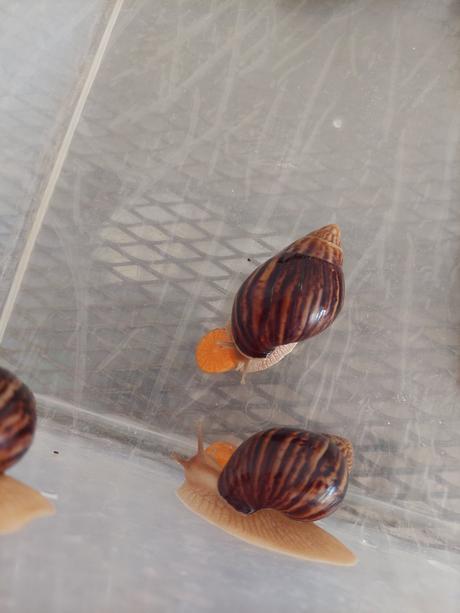 Africký slimák lissachatina, 