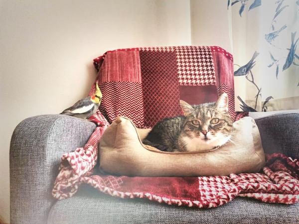 Darujem korelu Pipo: Hľadá sa nový domov!