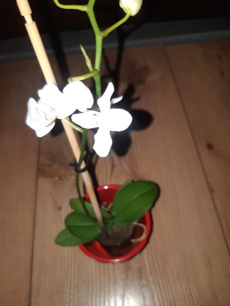 Mini orchidea, 