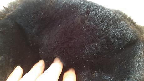 Huňatá ladvinka, sinsay