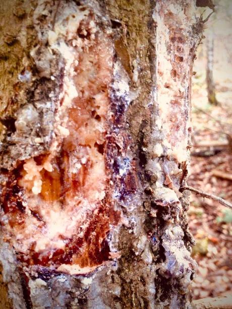 Propolisovo zivicova mast, 