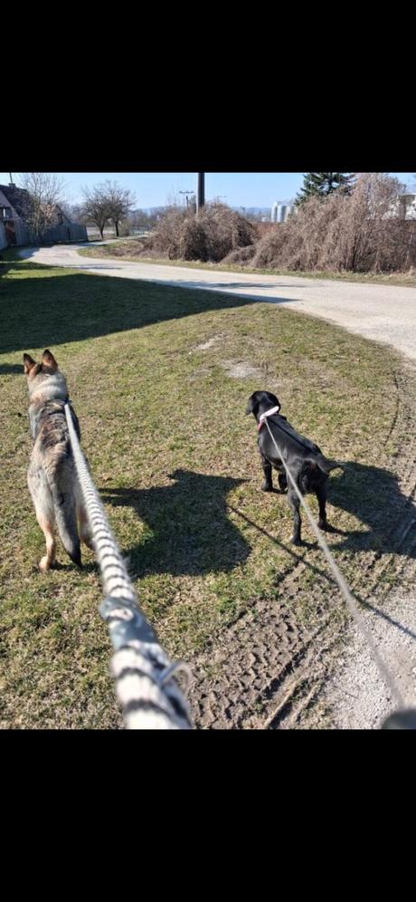 Darujem šteniatko českoslov.ovčiaka, 