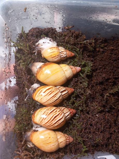 Lisachatina zanzibarika typ4, 