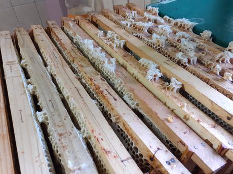 Eco voskoobrusok so vcelim voskom, vceli eko obal, 