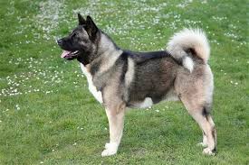 Máte skúsenosti s plemenom Akita inu alebo Americká akita?