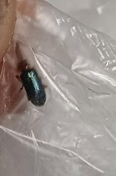 Je tento chrobák ploštica?