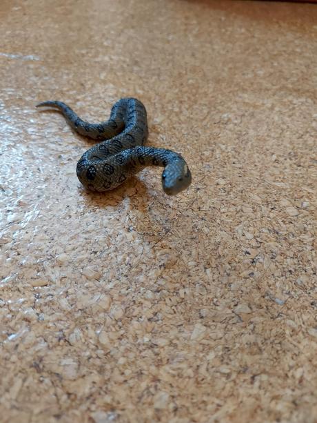 Plastove zvierata a dinosaury, 