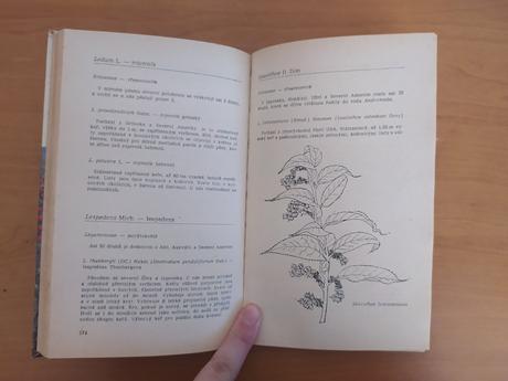 Stále zelené, opadavé a popínavé dreviny našich zá, 