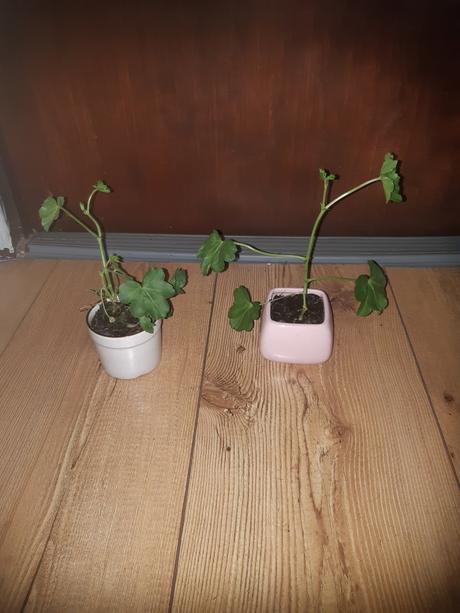 Ťahavý muškát červ. 1,00-0,65e teraz 8ks za 4,50e, 