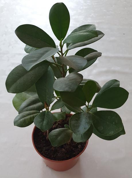 Vzdyzelene izbove kvety / rastlinky - rozne,