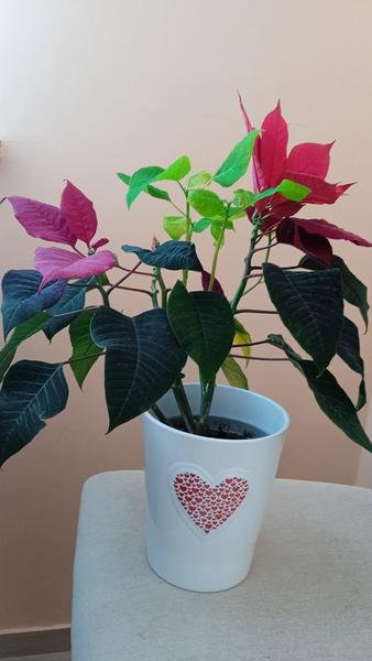 Vianočná ruža opadáva: Ako ju zachrániť?