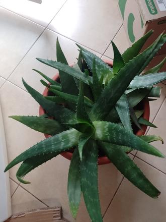 Aloe vera  rastlina, 