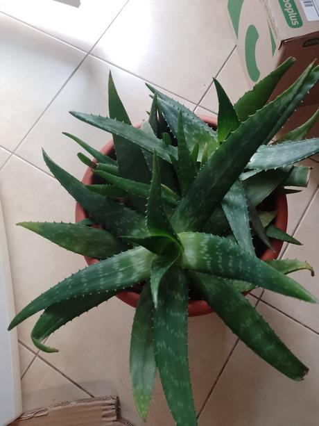 Aloe vera rastlina,
