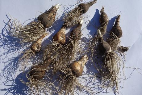 Narcis plnokvetý (10 ks/bal), 