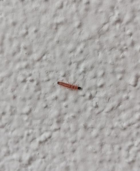 Čo je to za húsenicu?