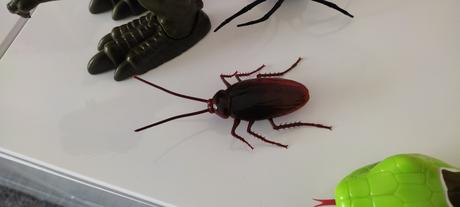 Robo dinosaurus, šváb, rainbow dash, 