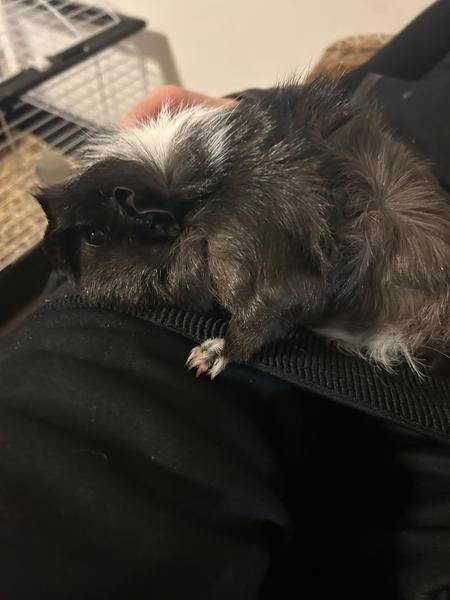 Je moje morské prasiatko len obézne alebo choré?