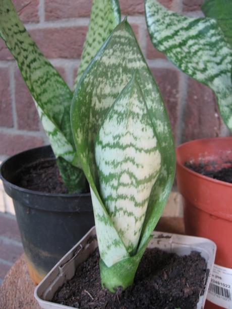 Svokrin jazyk - sansevieria/dracaena trifasciata,