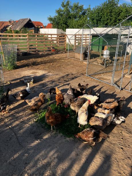 Domace slepacie vajicka senec, 