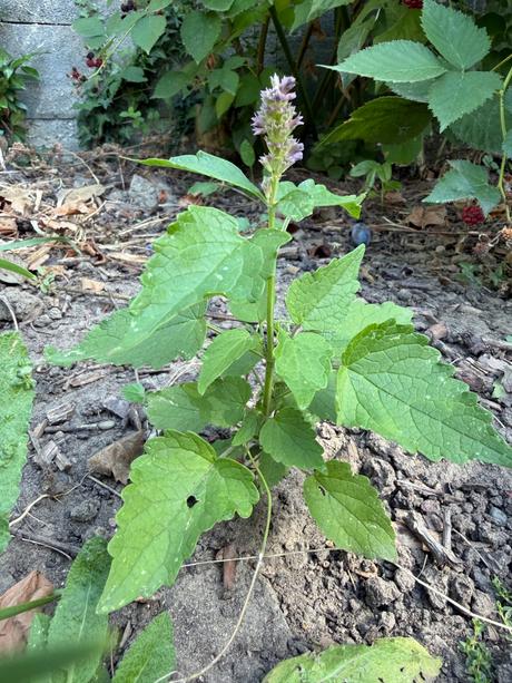 Agastache feniklové aromatické,