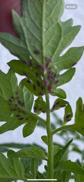 O akého škodcu na rajčinách ide?