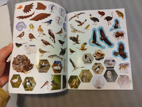 Gear grylls activity book amazing birds nau24, 