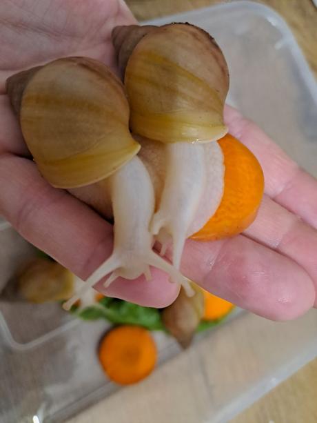 Lissachatina fulica hamillei rodatzi albinobody,