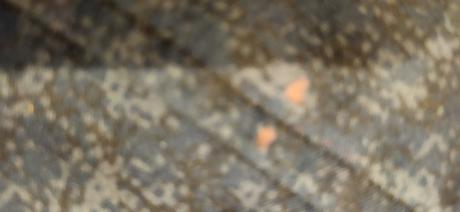 Softshellová bunda, crivit,140