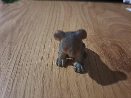 Koala, 