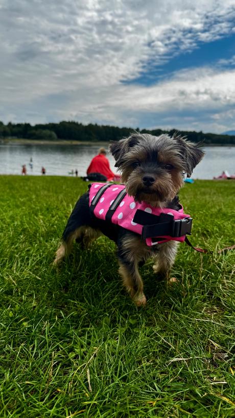 Plávacia vesta pre psa veľ. s, 