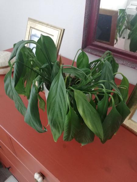 Zvädnutý lopatkovec