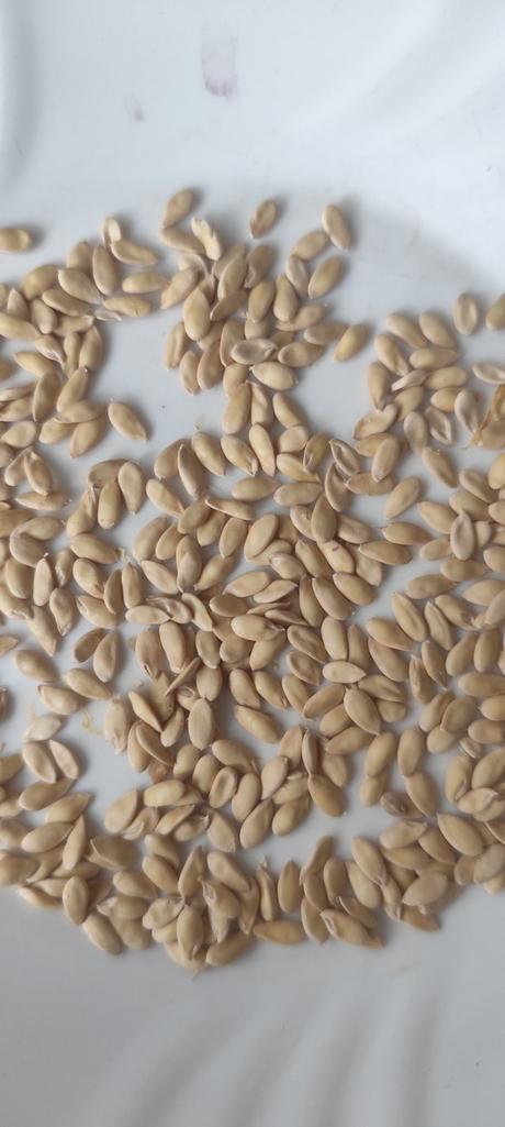 Predám semená banana melon,