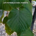 lipovy caj patri k najoblubenejsim bylin