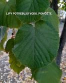 Lipový čaj patrí k najobľúbenejším bylinkovým čajom na Slovensku. Keď lipy kvitnú, ľudia ich vyhladávajú pre ich krásnu vôňu.
LIPY však teraz majú problém - zle znášajú sucho. Nedostatok vody im spôsobuje stres, ak aj hneď nevyschnú, ostávajú oslabené a ľahko podliehajú chorobám a škodcom. Ak máte pri bytovke, dome či pri práci lipu, polievajte ju. Ešte stále odparuje vodu. Budúci rok sa vám odvďačí svojimi kvetmi a listami...
